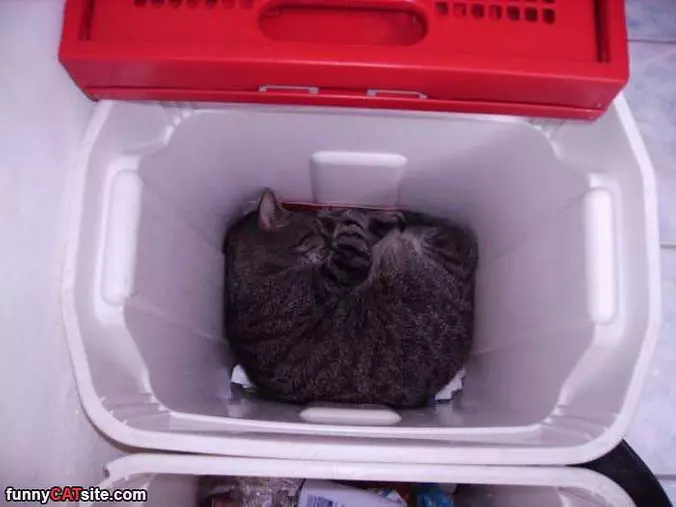 Curled Up In The Box