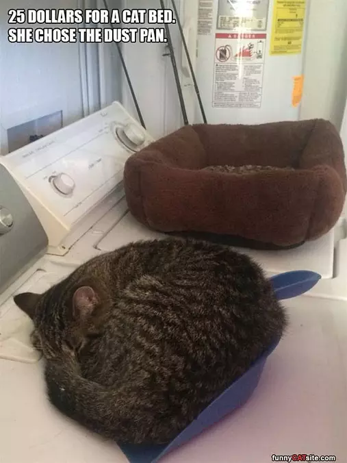 Dust Pan Please