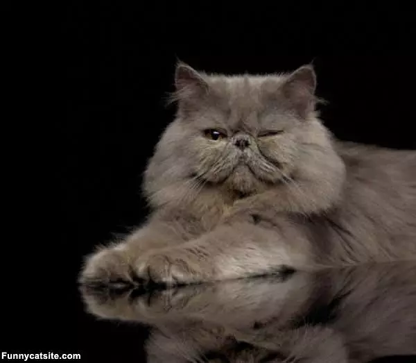 Wink Wink