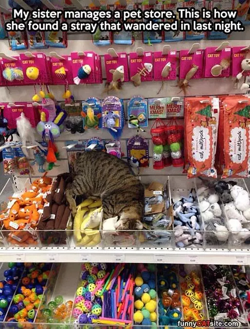 Pet Store Stray