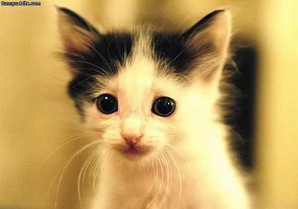 Cute Kitten