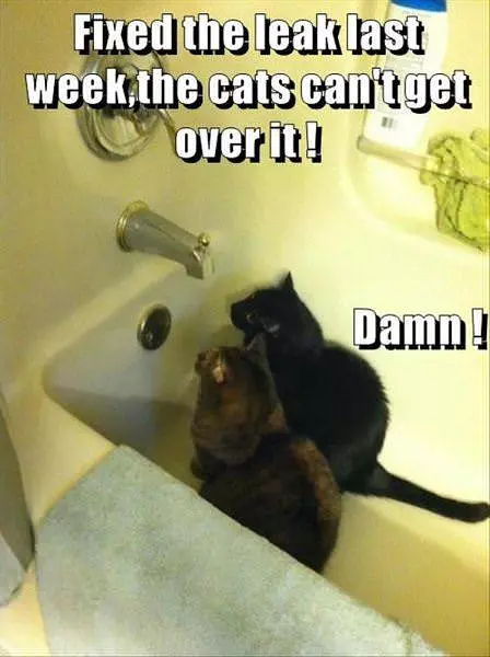 Fighting With The Cat