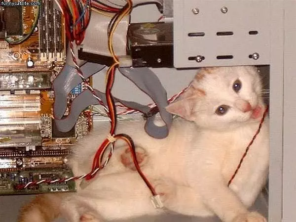 Computer Cat