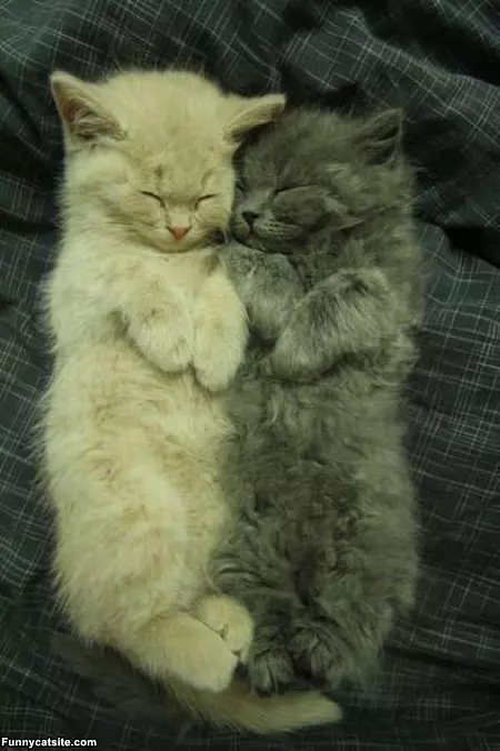 Cute Kitties Sleeping Together
