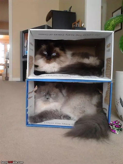 In Boxes