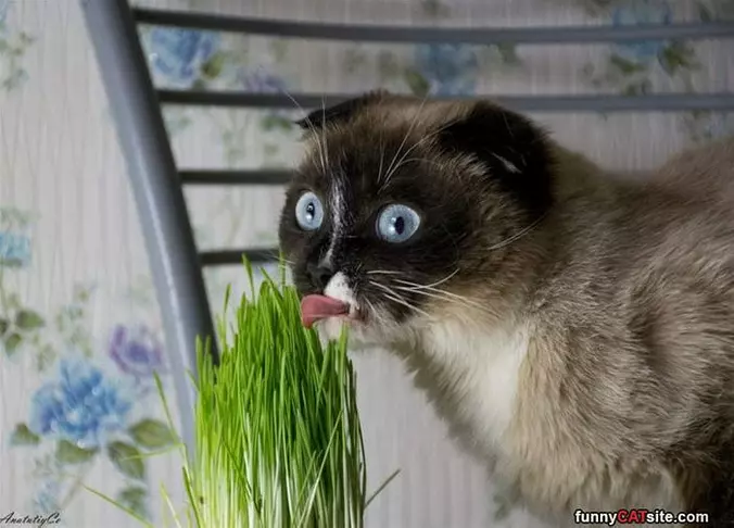 Let Me Chew It
