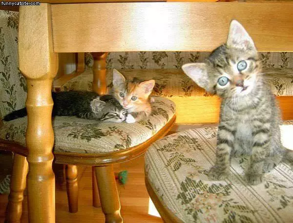Curious Little Cat