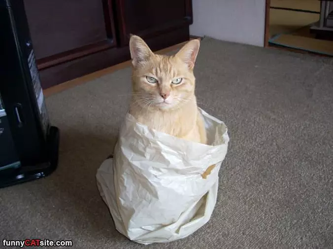 I Am In A Bag