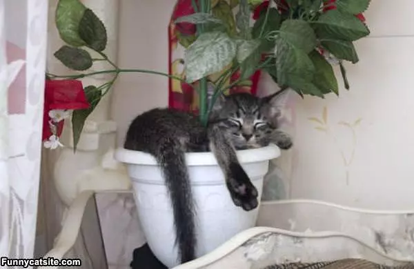My Favorite Plant