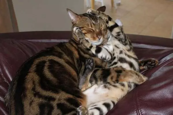 Cat Fight