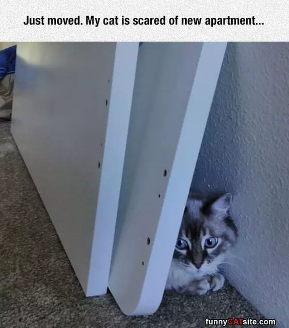 New Apartment