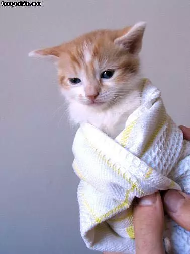 Wrapped Up