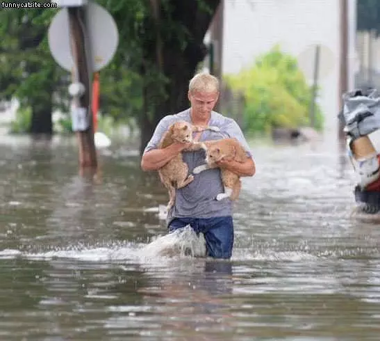 Flood-cats