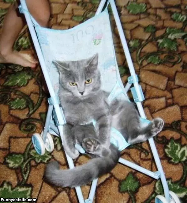 Stroller