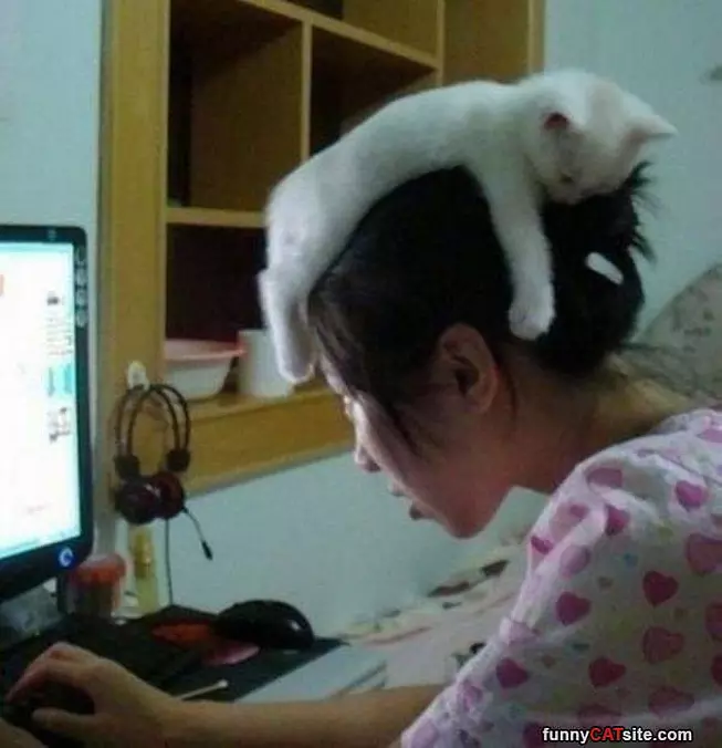 This Cat Needed A Nap