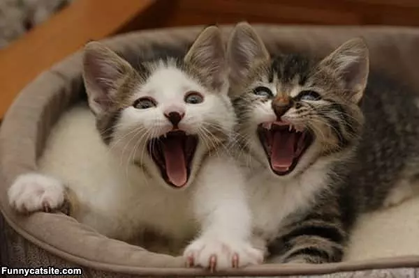 We Want Food