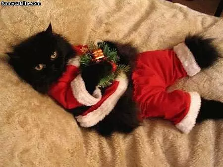 Santa Cat