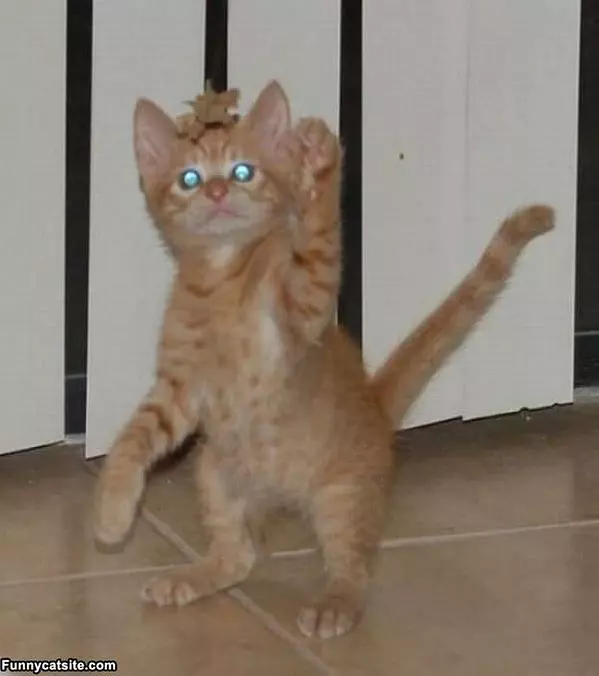 Zombie Kitten