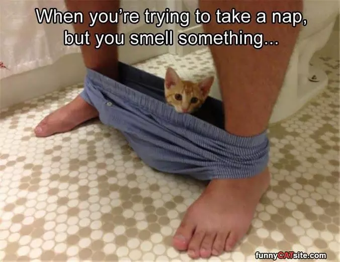Trying To Take A Nap