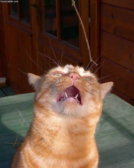 Mah Stick