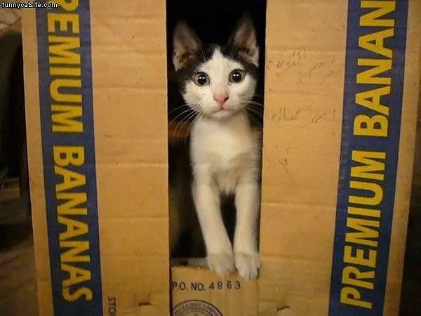 Mah Box