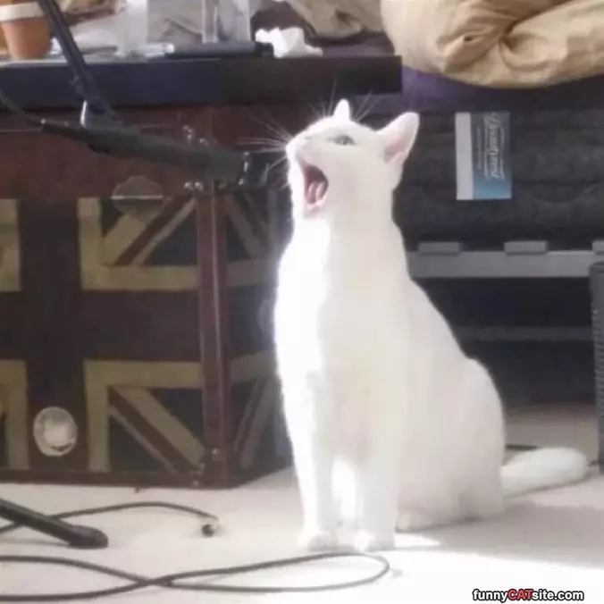 Singing Cat