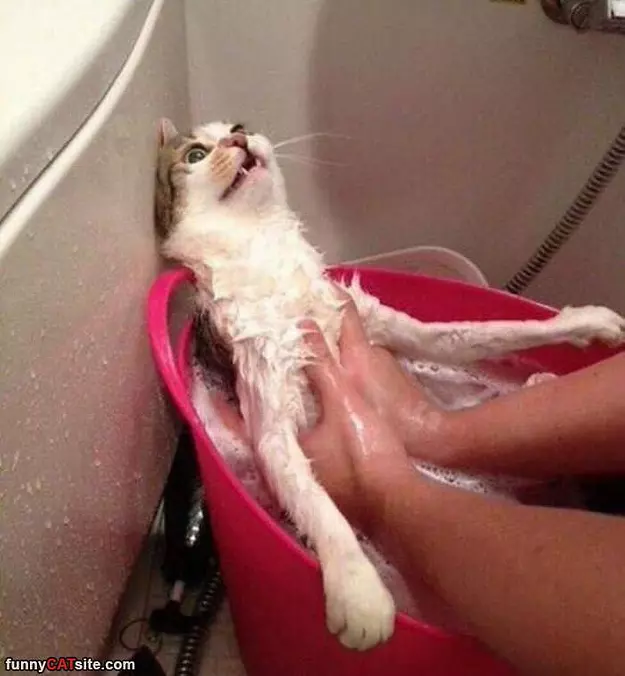 Whyyy Human Whyyy