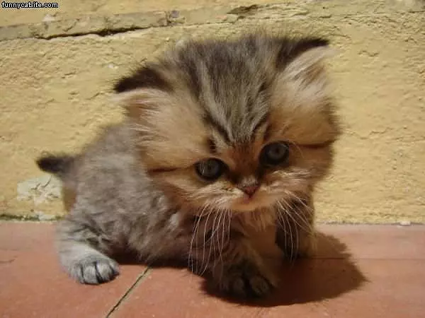 Little Cat Big Head