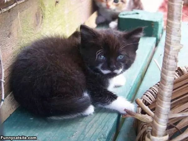 Nice Kitten Mustache