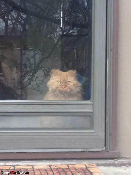 Cmonnnn Let Me In