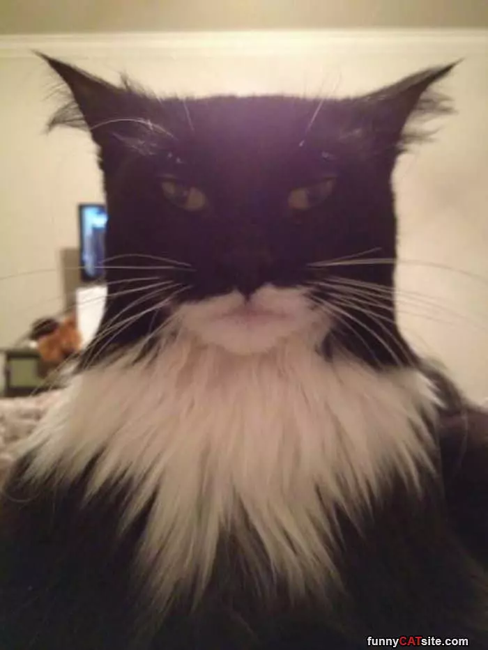 Bat Cat