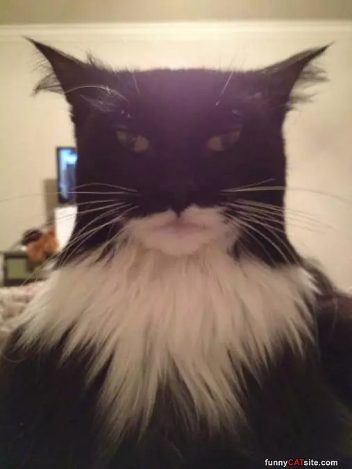Bat Cat