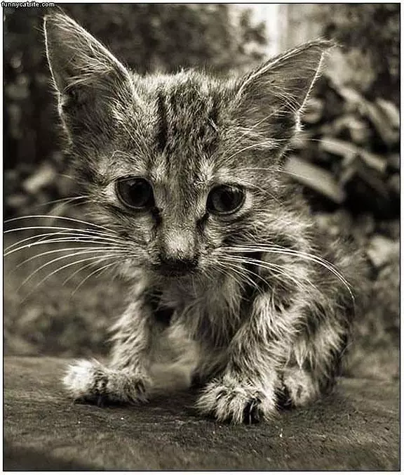 Fur Ball