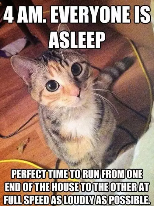 4 Am Cat