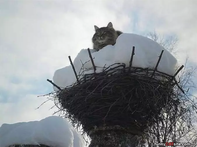 My Nest Now