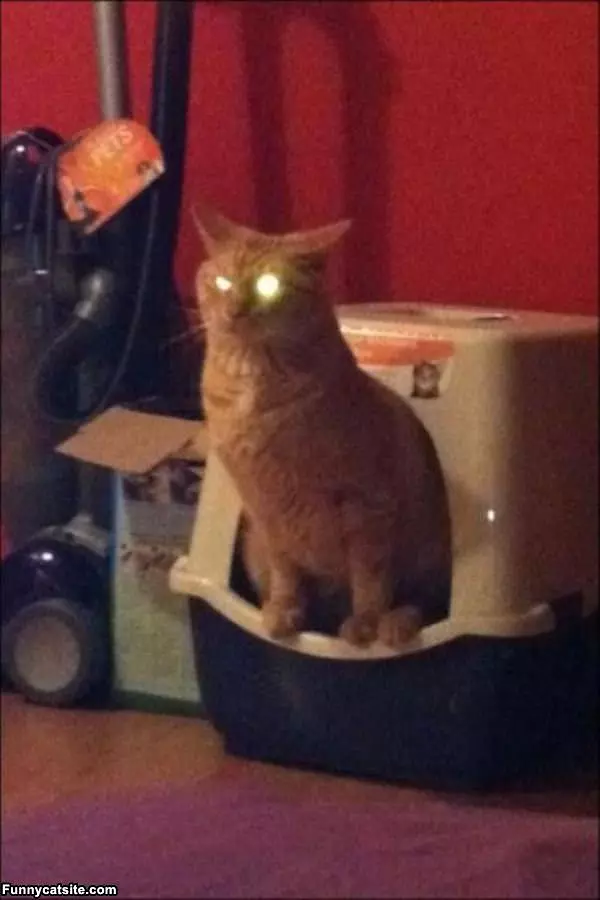 Laser Cat