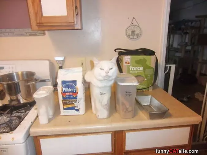 2 Parts Cat