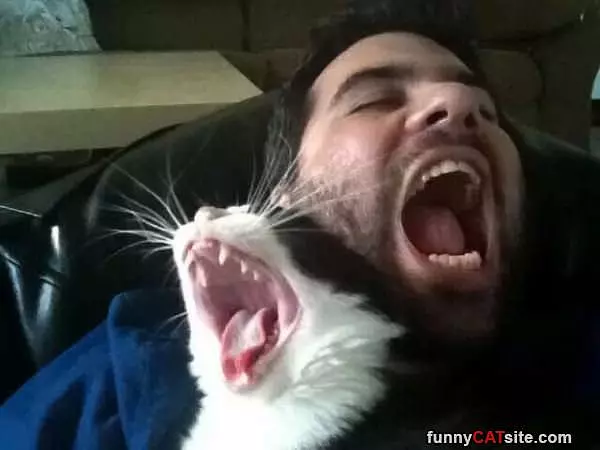 Heavy Metal Cat