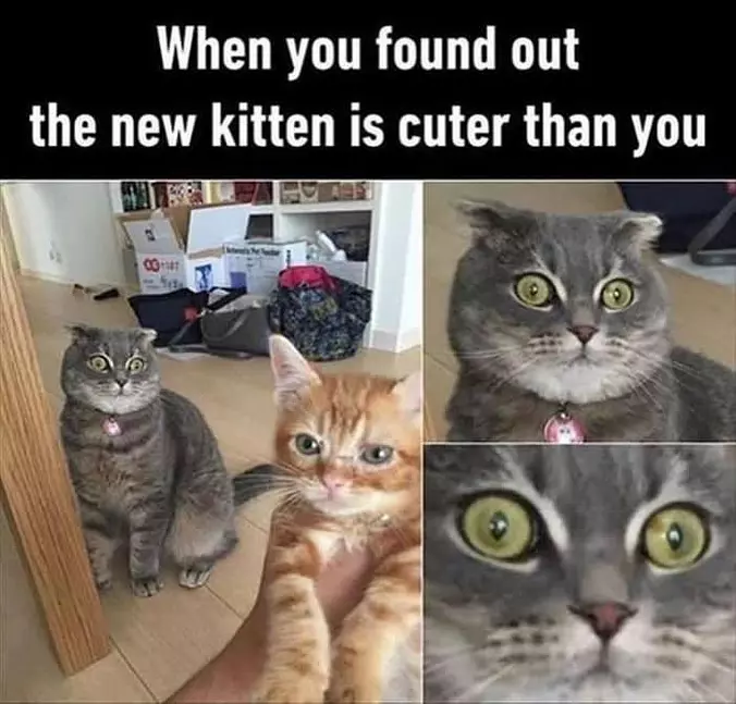 The Cuter Kitten