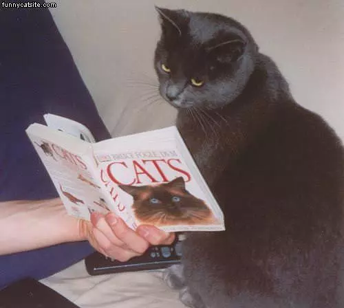 Cat Book