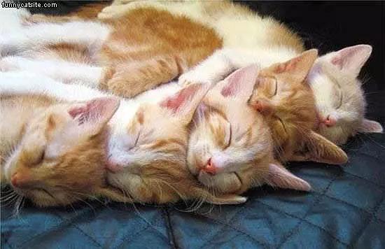 Lots Of Nappers