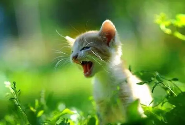 Big Roar