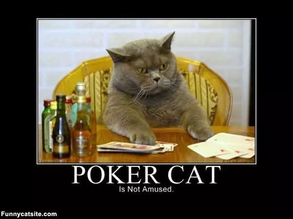 Poker Cat