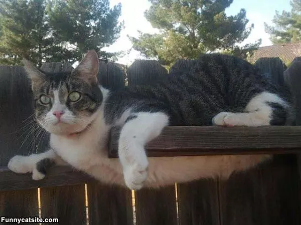 On The Fence