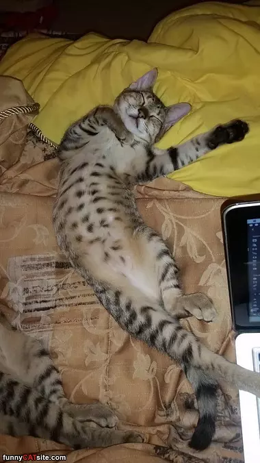 Lazy Days Are Great