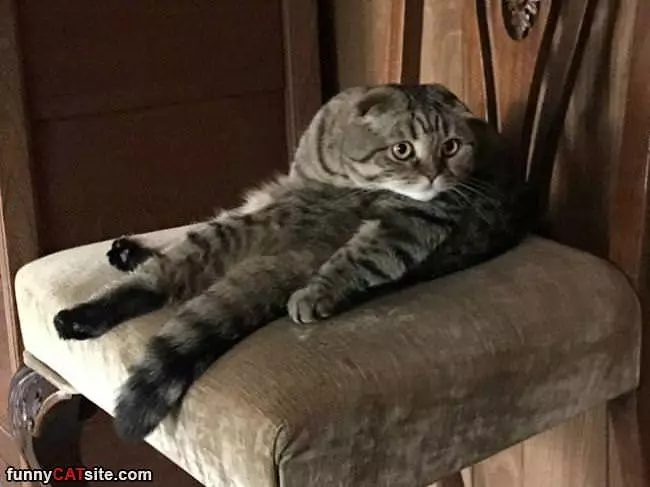 This Cat Was Completely Melted