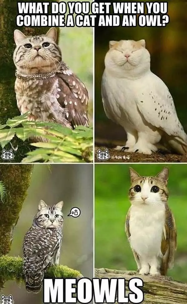 Cats And Owls