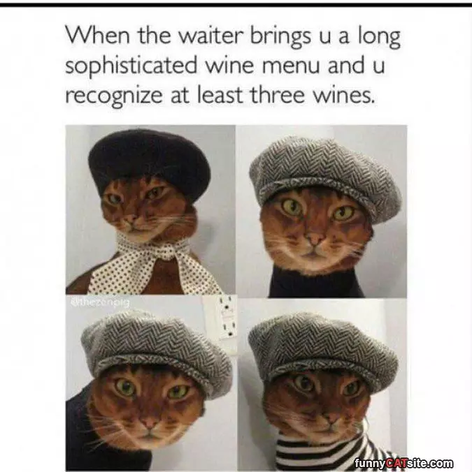 Such A Hipster Cat