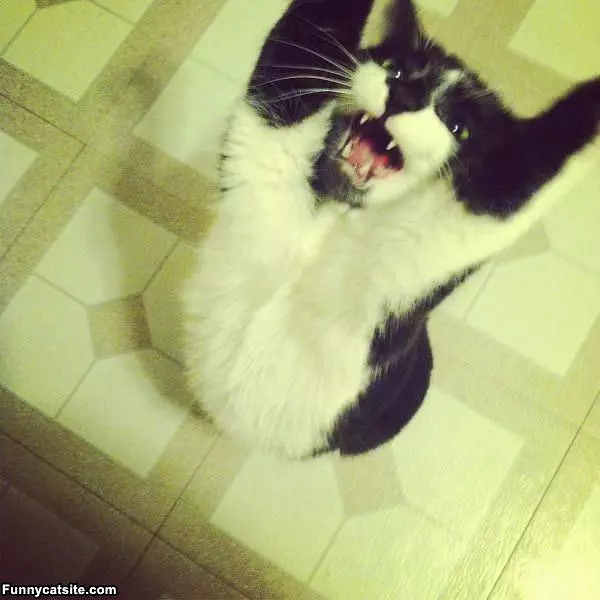 Tuna Now