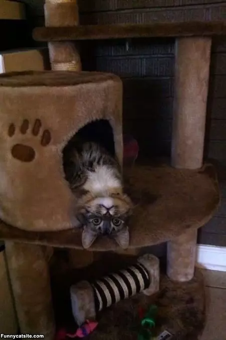 My Crazy Cat Fort
